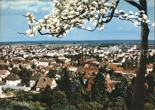 Bad Bergzabern Blick ueber die Stadt Baumbluete Kat. Bad Bergzabern