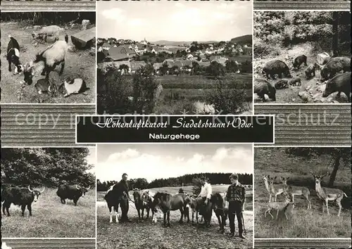 Siedelsbrunn Panorama Park Ziegen Wildschweine Pferde Rehe Kat. Wald Michelbach