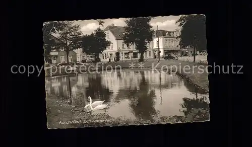 Aurich Ostfriesland Schwaene Kat. Aurich