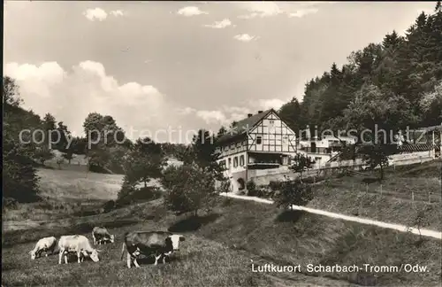 Tromm Odenwald Privatpension Fabian Viehweide Kuehe Kat. Grasellenbach