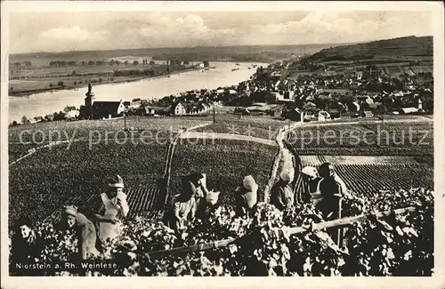 Nierstein Rhein Weinlese Panorama / Nierstein /Mainz-Bingen LKR