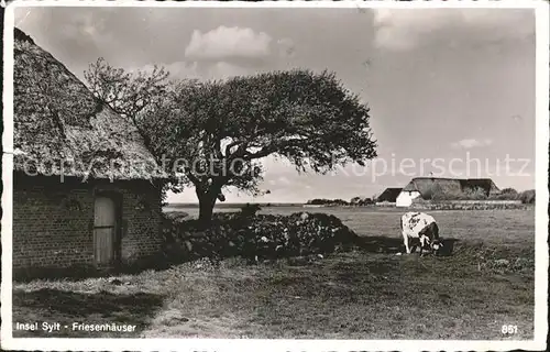 Insel Sylt Friesenhaeuser Kuh  Kat. Westerland