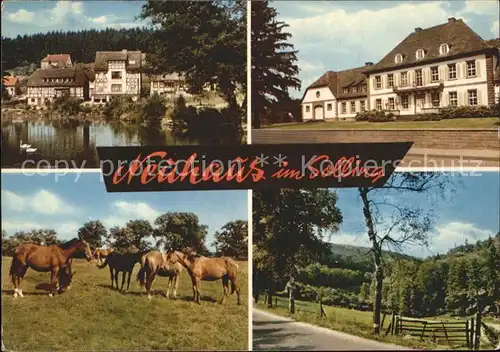 Neuhaus Solling Pferde Kat. Holzminden