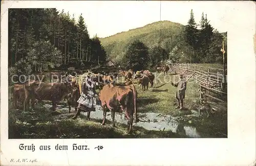 Braunlage Weidende Kuehe im Harz Kat. Braunlage Harz