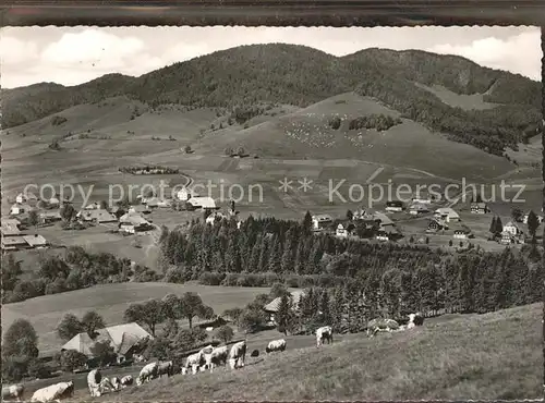 Bernau Schwarzwald Panorama mit Kuehen Kat. Bernau im Schwarzwald