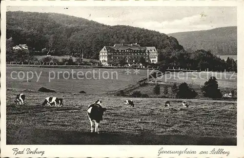 Bad Driburg Genesungsheim am Stellberg mit weidenden Kuehen Kat. Bad Driburg