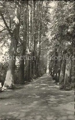 Eutin Lindenallee im Schlossgarten Kat. Eutin