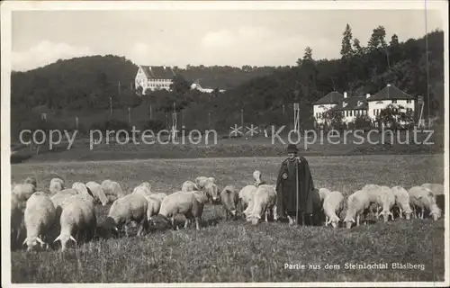 Hirte Schafe Steinlachtal Blaesiberg  Kat. Landwirtschaft