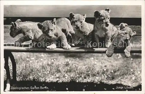 Zoo Berlin junge Loewen  Kat. Tiere