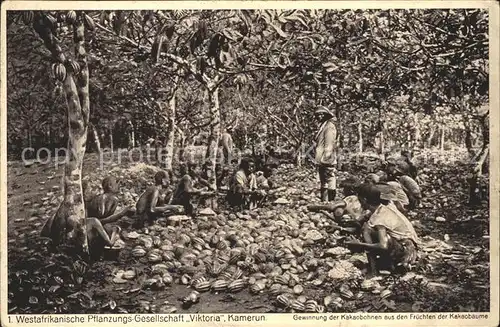 Landwirtschaft Westafrika Pflanzungs Gesellschaft Viktoria Kamerun Kakaobohnen Kakaobaeume Kat. Landwirtschaft