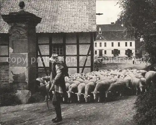 Hirte Schafe Gutshaus Salzgitter Nienrode  Kat. Landwirtschaft