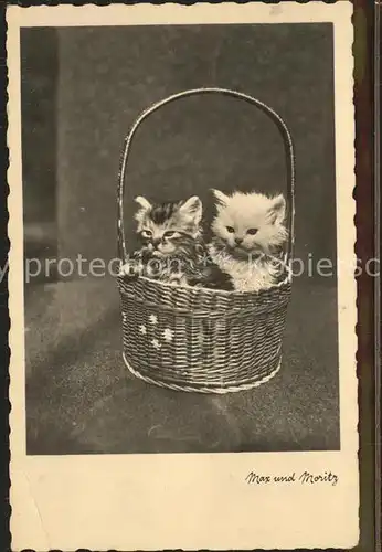 Katzen  Kat. Tiere
