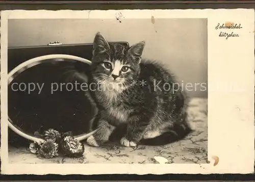 Katzen  Kat. Tiere