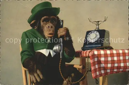 Affen Telefon Hut  Kat. Tiere