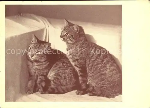 Katzen Landestierschutzverein fuer Steiermark  Kat. Tiere