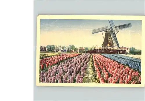 Windmuehle Holland Blumenfeld Kat. Gebaeude und Architektur