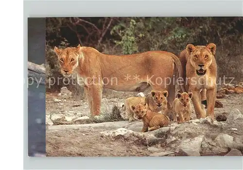 Tiere Loewen Familie Kat. Tiere