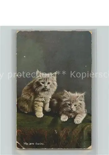 Katzen  Kat. Tiere