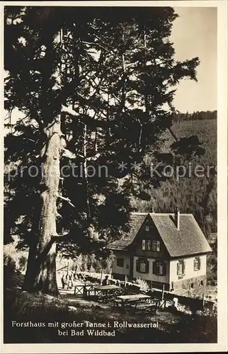 Wildbad Schwarzwald Forsthaus mit grosser Tanne im Rollwassertal Kat. Bad Wildbad