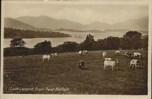 Loch Lomond Scotland Rinder