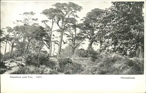 Hampstead Heath Chestnut Firs