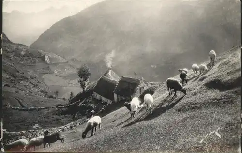 Luchon Haute-Garonne Schafe