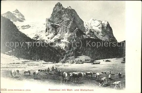 Rosenlaui BE mit Well und Wetterhorn Kuhherde Kat. Rosenlaui