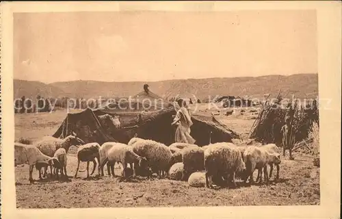 Laghouat Campement de Nomades Mouton Schaf Kat. Algerien
