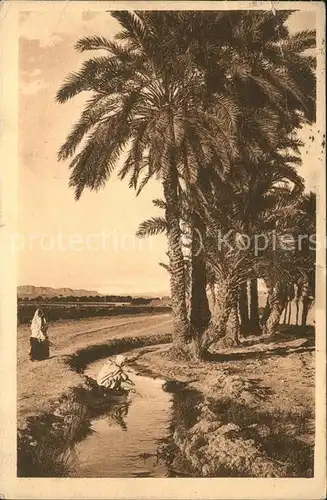 Biskra Une Seguia dans l oasis Kat. Algerien