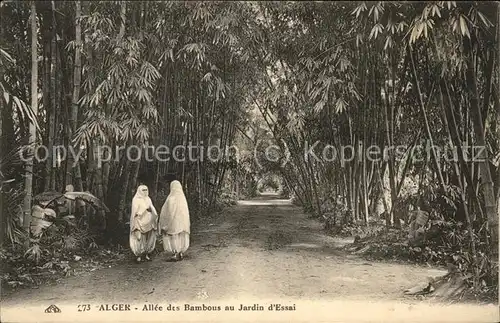 Alger Algerien Jardin d'essai Allee des bambous / Algier Algerien /