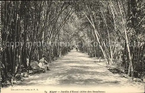 Alger Algerien Jardin d'essai Allee des bambous / Algier Algerien /