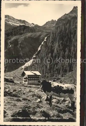 Salzburg Oesterreich Gasthaus Alpenrose Kuh im Habachtal Kat. Salzburg