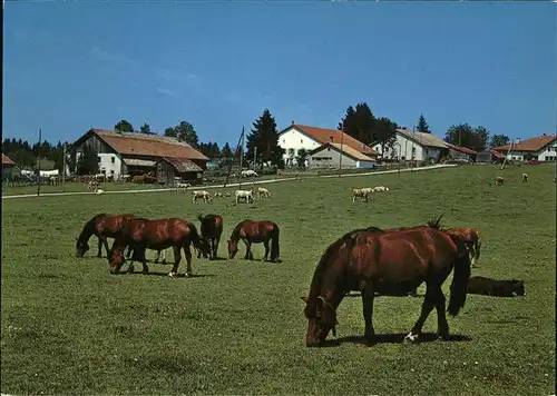 Franches Montagnes Au Paturage du Jura Pferdeweide