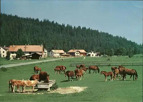 Franches Montagnes Hochplateau Pferdeweide