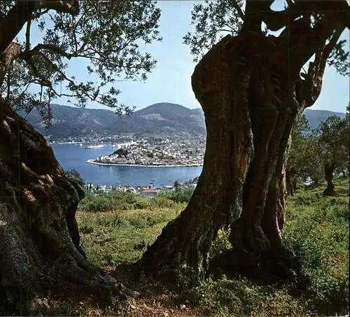 Poros Teilansicht alte Baeume Kat. Insel Poros