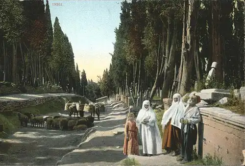 Constantinopel Istanbul Cimetiere a Scutari Friedhof Skutari Esel Schaf /  /