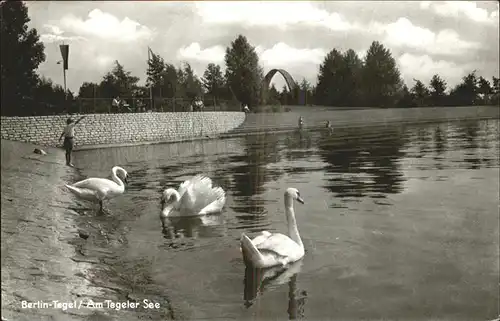 Tegel Uferpartie am Tegeler See Schwan / Berlin /Berlin Stadtkreis