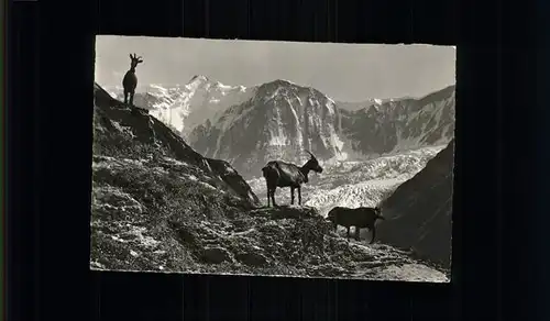 Grindelwald Fiescherwand mit Gemsen Kat. Grindelwald
