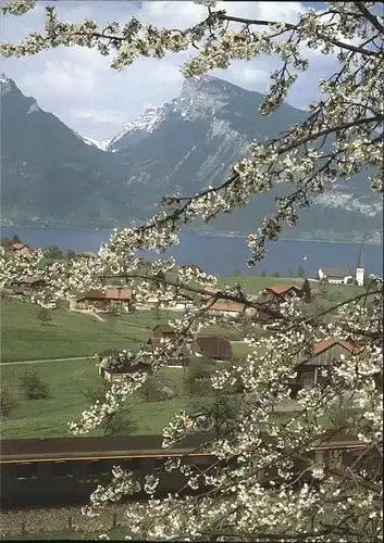 Spiez BE Teilansicht Thunersee Baumbluete Kat. Spiez