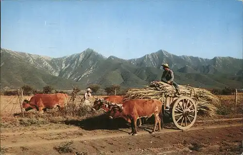 Mexico Escena Tipica Typical Farm Scene Oxening and hauling sugar cane Kat. Mexiko