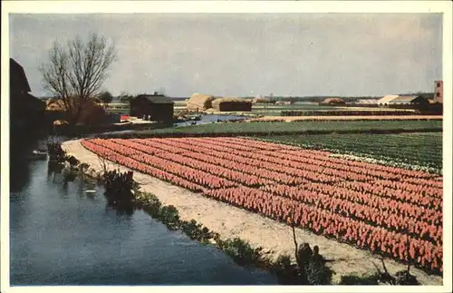 Niederlande Bluemfelder Kat. Niederlande