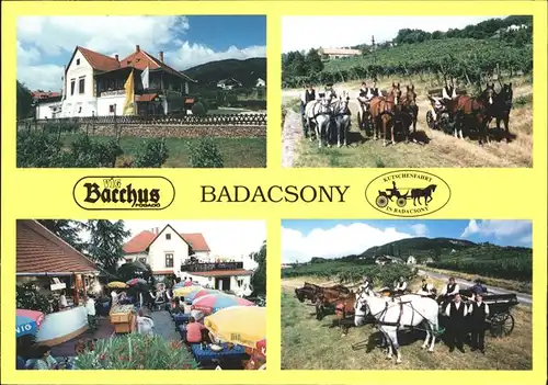 Badacsony Vig Bacchus Setakocsikazas Pferde Kutschenfahrten Kat. Ungarn