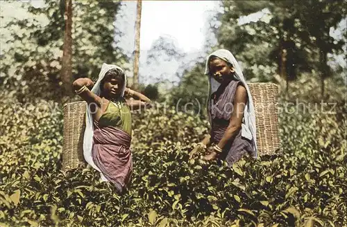 Indien Teepflueckerinnen Kat. Indien