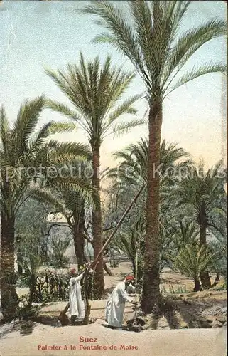 Suez Palmier a la Fontaine de Moise Kat. Aegypten