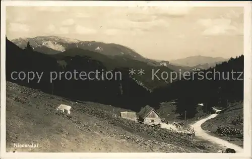 Niederalpl Panorama Viehweide Kuh Kat. Muerzsteg