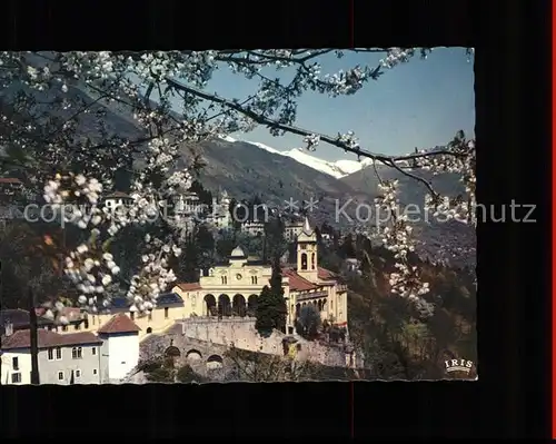 Locarno Basilica Madonna del Sasso Baumbluete / Locarno /Bz. Locarno