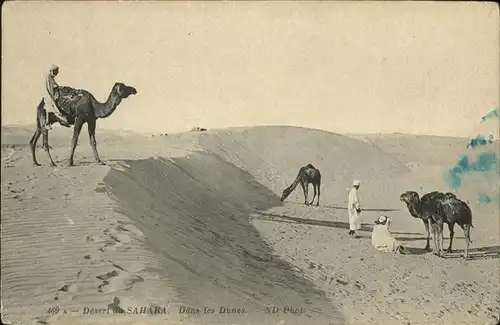 Sahara Kamele Wueste Duene Kat. Afrika