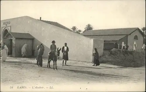 Gabes Esel / Tunesien /