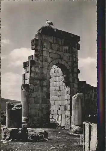 Volubilis Marokko Porte Ouest de la Basilique Storch Nest Ruine / Marokko /