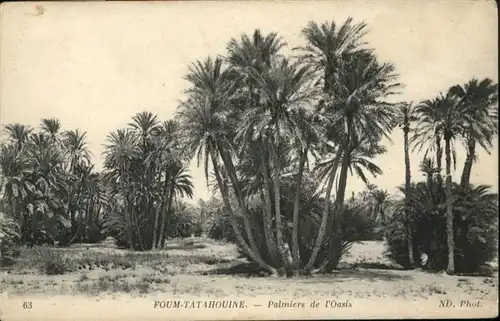 Tatahouine Palmiers  / Tunesien /